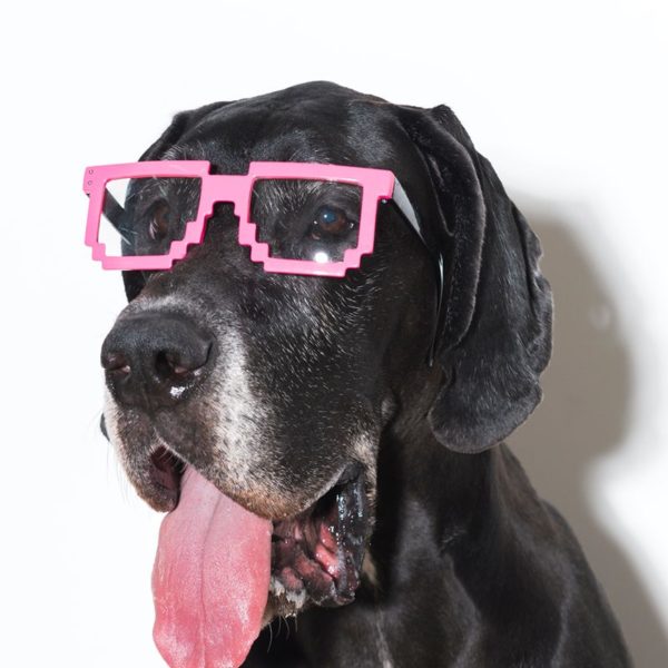 Dog sunglasses