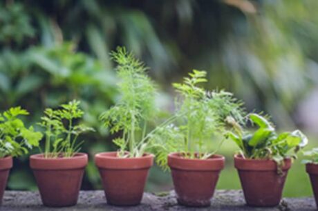 Garden flowerpots