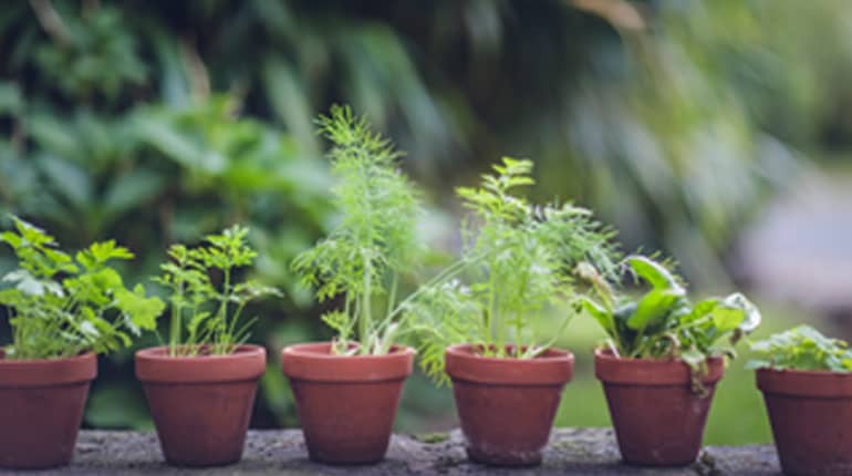 Garden flowerpots