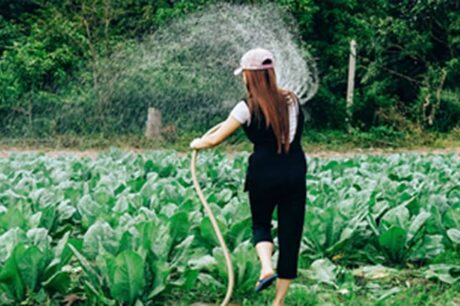 Garden person watering