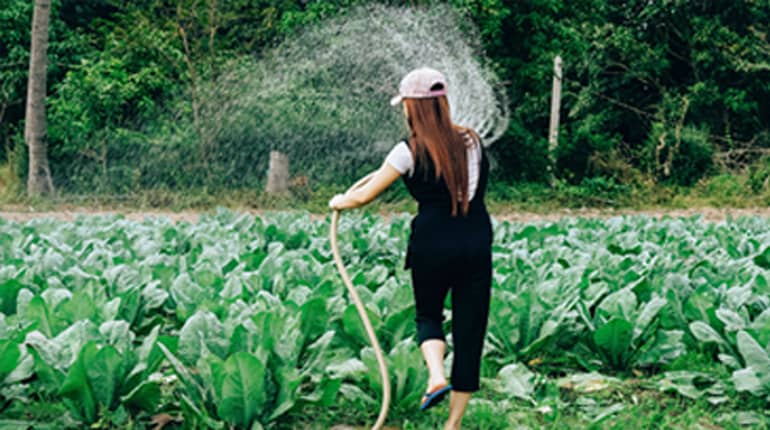 Garden person watering