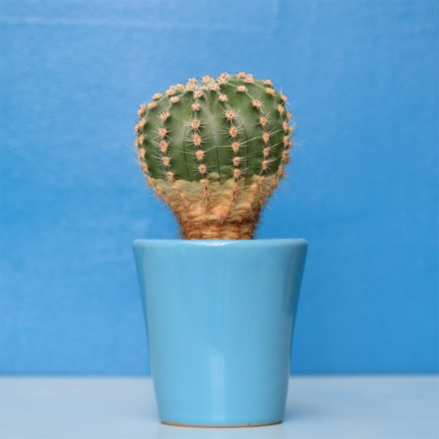 Cactus - photo