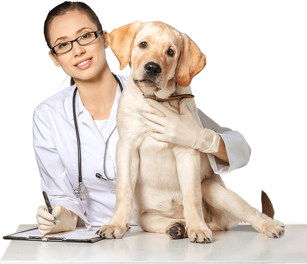 Veterinarian with a dog